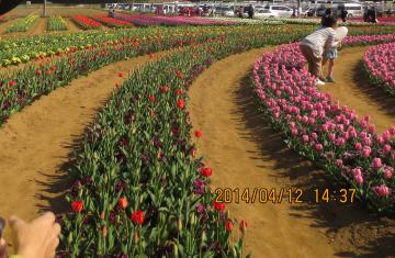 2014 tulip festival