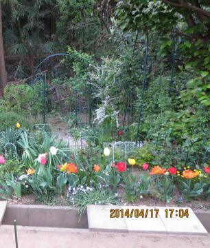 tulips lined up2