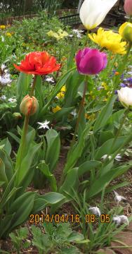 flowers in backyard flowerbed