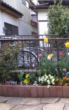 tulips in entrance slim flowerbed