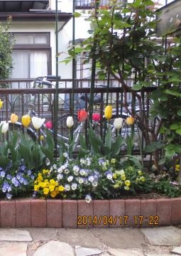 tulips in entrance slim flowerbed