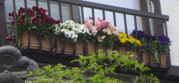 pansies in balcony