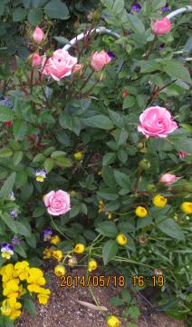 第一花壇のバラとノースポール等