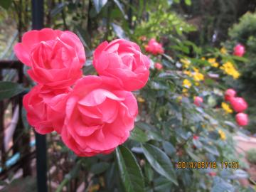 polyanthus rose