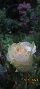 off white rose