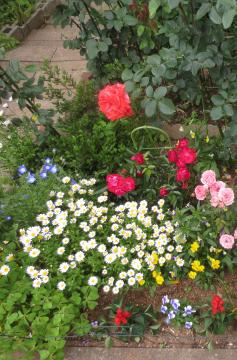 roses in the first flower bed 