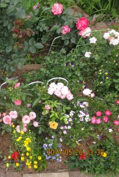 roses in the first flower bed