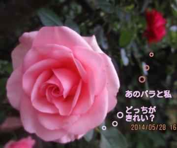 pink rose and love