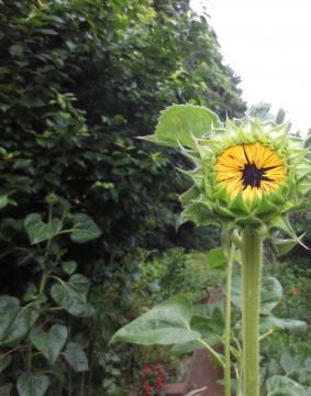 sunflower before it blooms