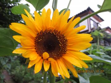 sunflower 7/11