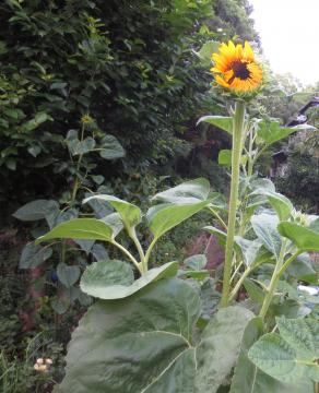 sunflower at backyard