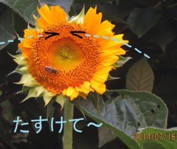 crying sunflower