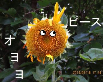 peace sign sunflower