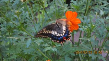 butterfly spreading her wings