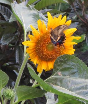 sunflower & butterfly