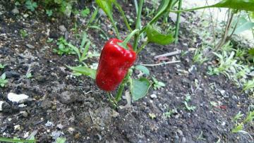 red  pepper? paprika?
