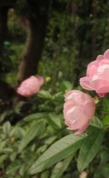 段花壇のpink rose