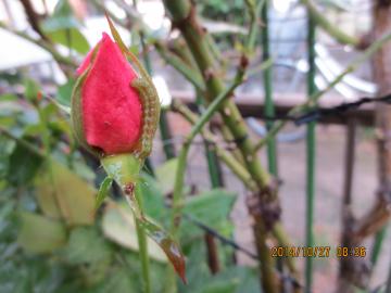 rose bud and worm