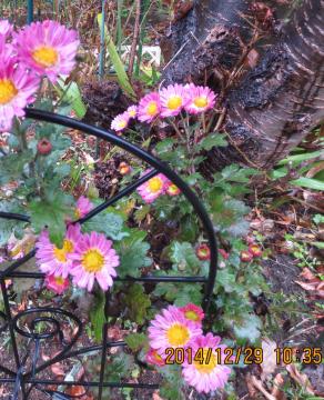 pink chrysanthemum at backyard