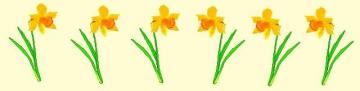 daffodils line