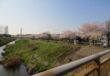 昭和橋から桜並木を臨む