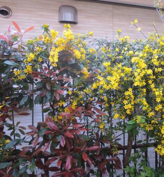 南側花壇のカロライナジャスミン