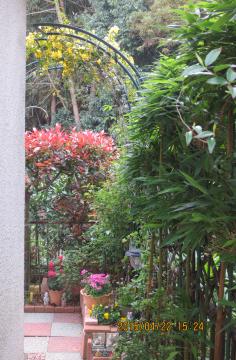 北角花壇のカロライナジャスミン