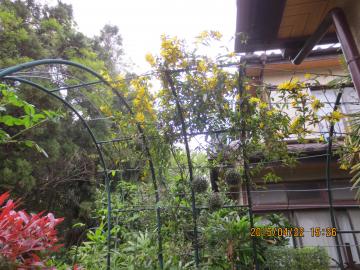 北角花壇のアーチの上のカロライナジャスミン