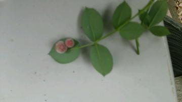 リトルルチアの葉の裏にピンクのコブ発見