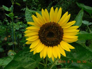 the first sunflower