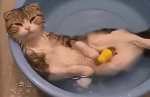 relaxing cat