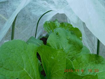 白菜in greenhouse