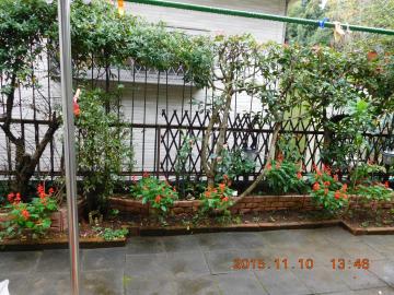 雨の南側花壇のサルビア