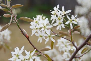 ジューンベリー 花の咲く木 実のなる木 庭ブログ
