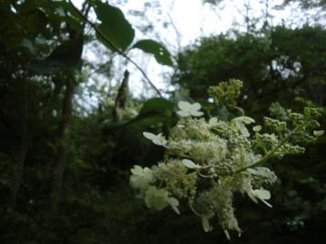 ノリウツギ