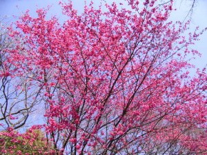 寒緋桜