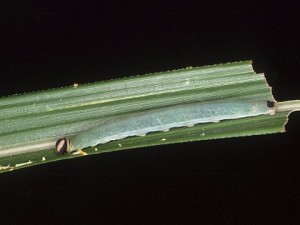 イチモンジセセリの幼虫
