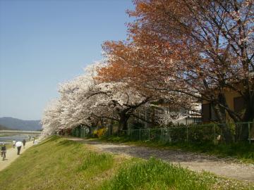 賀茂川の桜