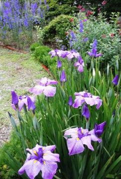 我が家の花菖蒲