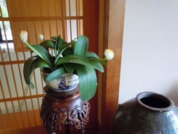 「マユハケオモト」の鉢