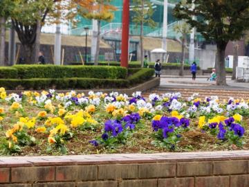 パンジーの花壇