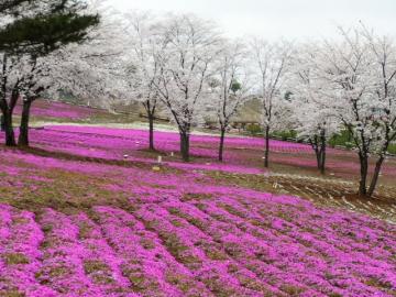 「北部運動公園」芝桜と桜