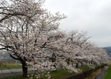市内「鶴生田」の桜並木