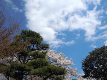 桜と松と青空と白い雲