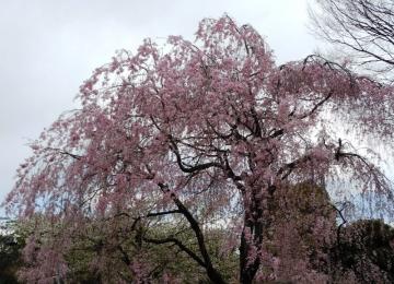 乾門入口の「しだれ桜」