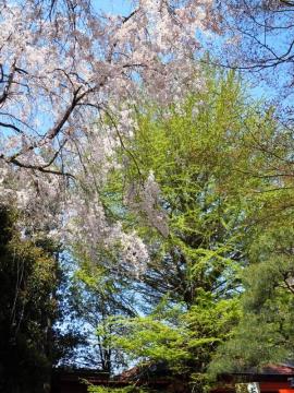 大イチョウと枝垂れ桜