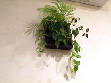 壁面の観葉植物