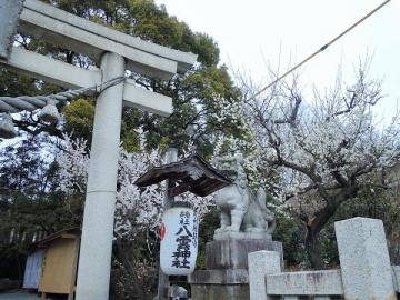 八雲神社の梅