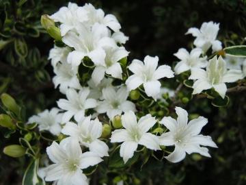 アカネ科の常緑低木・純白の花