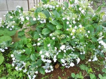 隅田の花火